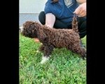 Lagotto Romagnolo, dostupni štenci